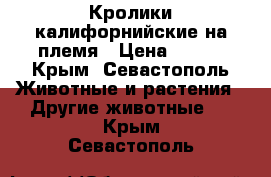 Кролики калифорнийские на племя › Цена ­ 350 - Крым, Севастополь Животные и растения » Другие животные   . Крым,Севастополь